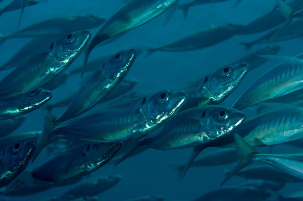 Nu de Atlantische Oceaan opwarmt heeft de makreel zijn verspreidingsgebied naar het noorden uitgebreid waardoor nieuwe visgronden rond IJsland zijn ontstaan