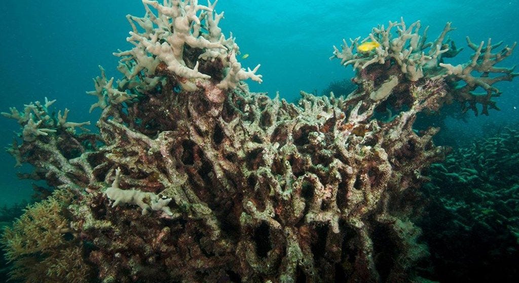Een afstervend koraalrif houdt Australis Great Barrier Reef in zijn greep