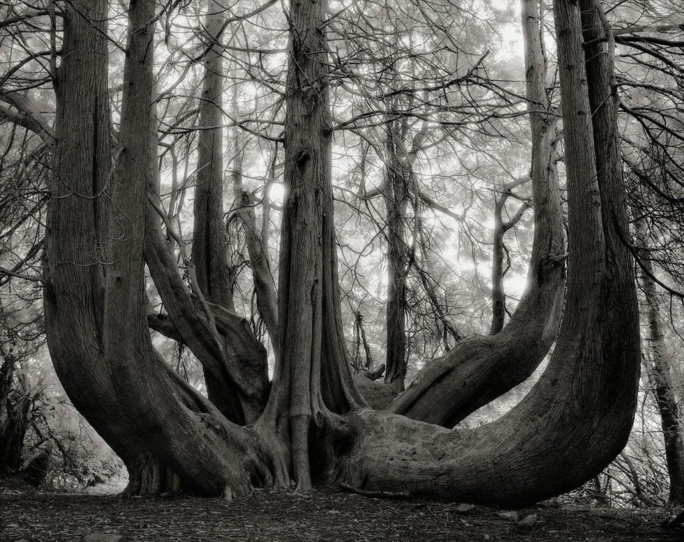 Grote westelijke rode ceder van Gelli Aur Grote westelijke rode ceder van Gelli Aur een Thuja plicata staat in Llandeilo Carmarthenshire in Wales Het arboretum van Gelli Aur gouden bos bevat een indrukkende selectie van oude bomen maar geen een is zo magnifiek als de westelijk rode ceder met de vele stammen waarvan men denkt dat hij in 1863 is geplant
