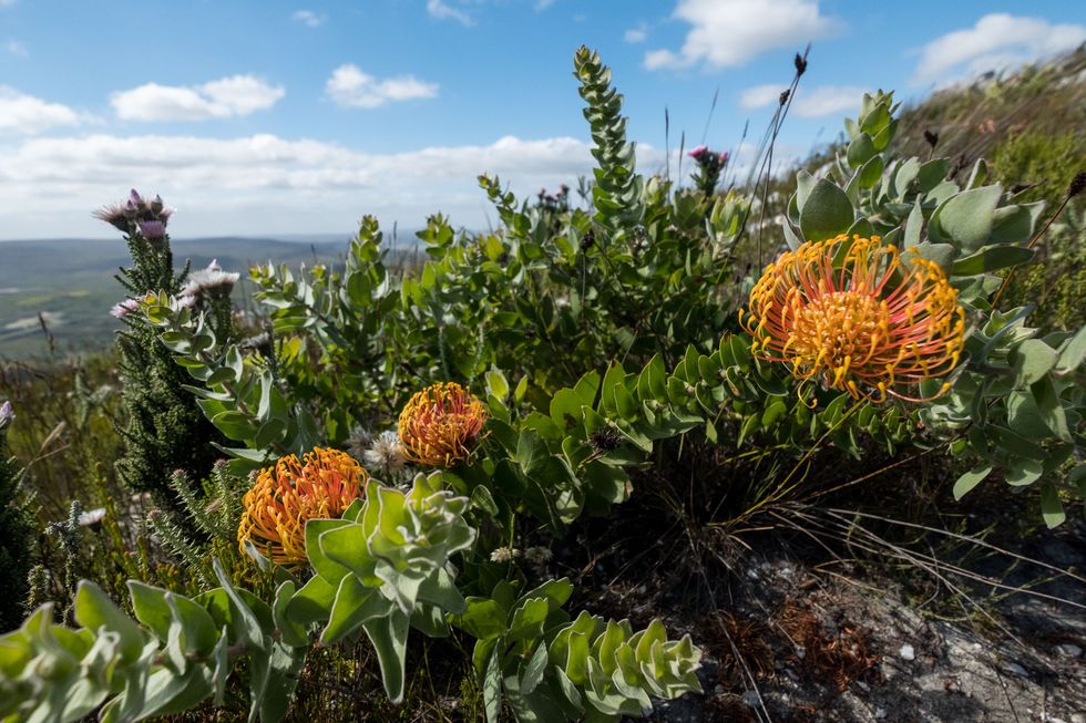 het fynbos maakt deel van uit de beschermde floraregio van de kaap dat als natuurerfgoed is opgenomen door unesco