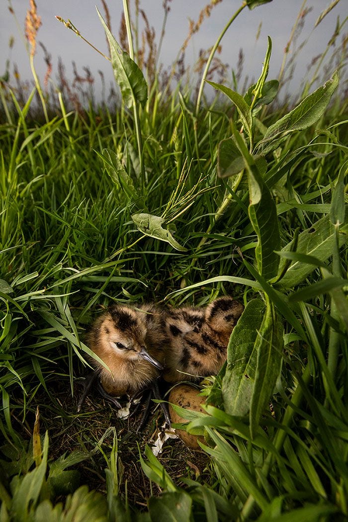 Een net uitgekomen nest met twee gruttokuikens Twee andere eieren moeten nog uitkomen De broedtijd is van maart tot juni De levensverwachting van een grutto is 10 tot 15 jaar