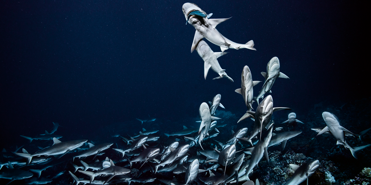 Grijze rifhaaien jagen s nachts in een groep in het zuidelijk kanaal van het atol Fakarava in de archipel Tuamotu Laurent Ballesta telde hier op n duik zevenhonderd haaien