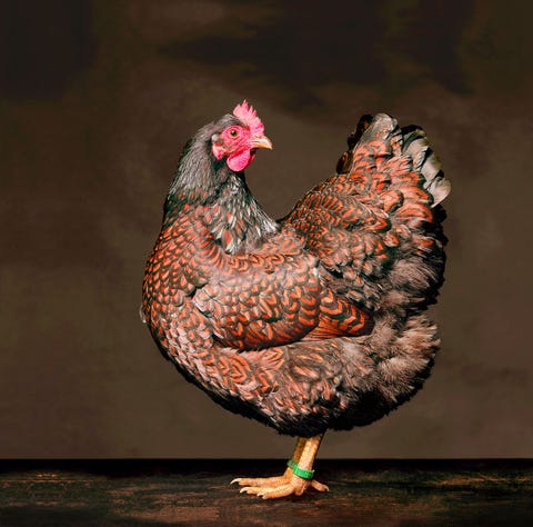 Barnevelder hen  Aalten fokker Gerrit Simmelink