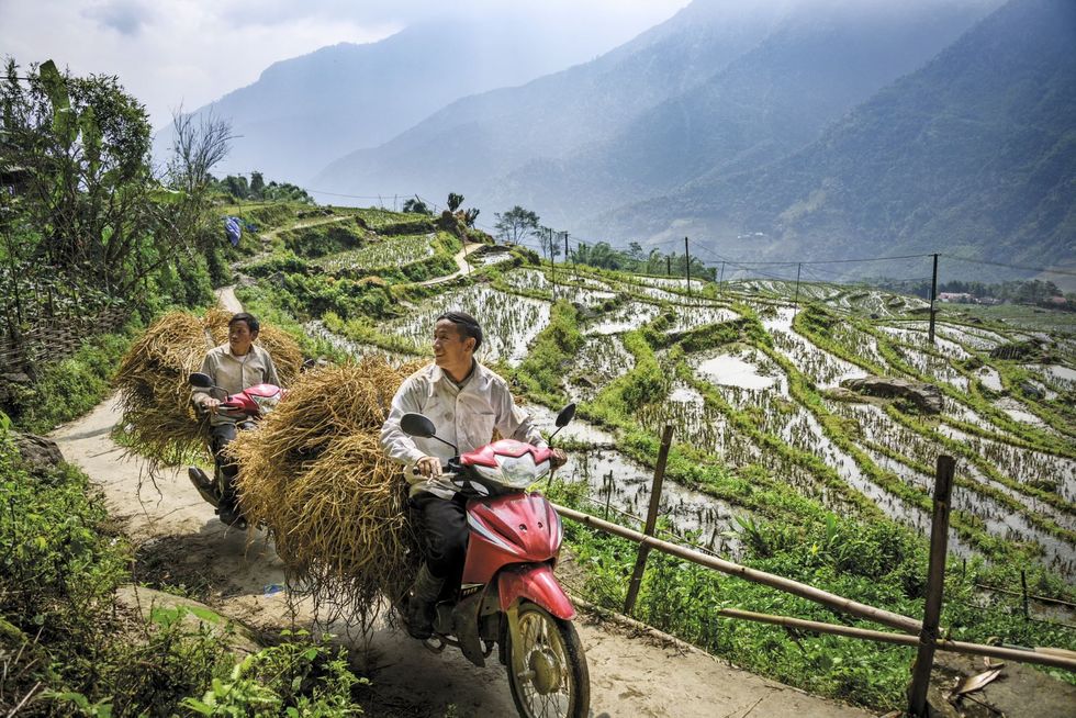 Boeren rijden met hooi voor hun vee op motoren langs de rijstvelden in het noordwesten van Vietnam
