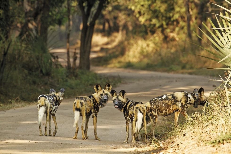 In Gorongosa zijn onlangs Afrikaanse wilde honden uitgezet een soort die er al decennialang niet meer voorkwam