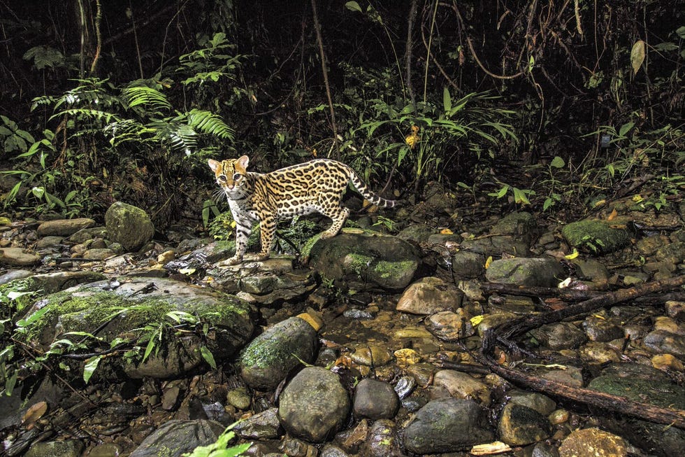 Nergens op aarde komen meer ocelots voor dan in de Peruaanse Amazone