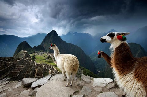 Na meer dan 400 jaar verloren te zijn geweest onder de jungle in de hoge Andes werd de magie van Machu Picchu in 1911 opnieuw ontstoken De iconische ontdekker Hiram Bingham vond de stad terug en bracht haar naar de moderne wereld Een eeuw later is het nog steeds adembenemend en roept Machu Picchu verwondering op naar de Inca koningen en hun weelderige buitenplaats in de hoge bergen en ongelofelijke heiligdom ingeklemd tussen de omliggende bergen diepe valleien en altijd wervelende wolken Zelf de lamas lijken hier hun geesten te horen De stenen huizen en wegen de pleinen en heilige plaatsen vertellen ons over een nog steeds aanwezige maar onzichtbare levensstijlIconisch beeld Vanaf de hoger gelegen terrassen vanaf waar Hiram Bingham de originele fotos maakte voor het National Geographic tijdschrift