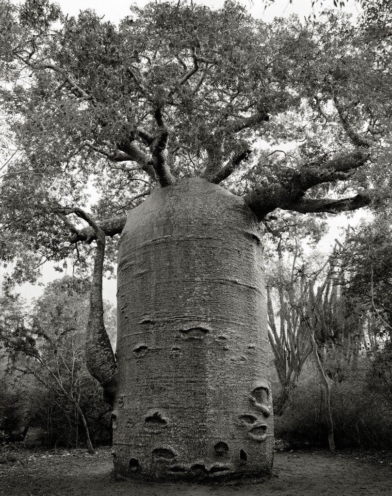 De Ifaty theepot Adansonia za in Toliara MadagascarDeze baobab die in een klein natuurgebied groeit in Ifaty aan de westkust van Madagaskar lijkt bizar veel op een theepot dus heeft de lokale bevolking hem die bijnaam gegeven Men denkt dat de boom 1200 jaar oud is De stam van de theepot van Ifaty is bijna 14 meter in omtrek en kan meer dan 118000 liter water opslaan