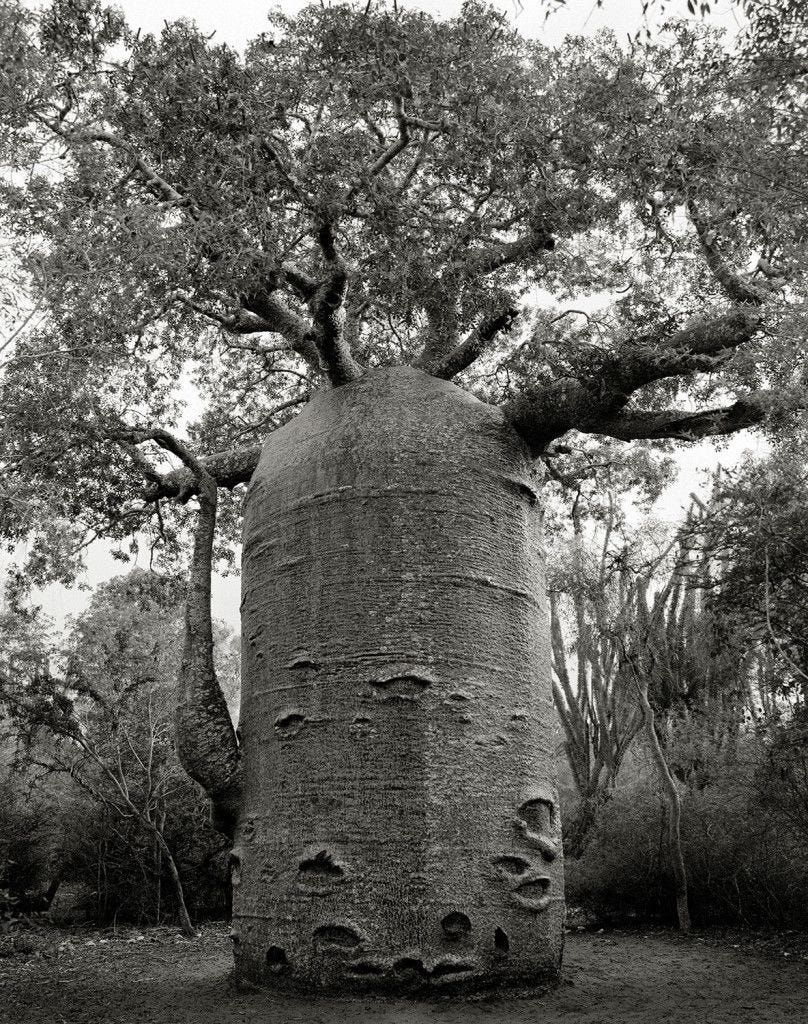 Ifaty theepot De Ifaty theepot Adansonia za in Toliara MadagascarDeze baobab die in een klein natuurgebied groeit in Ifaty aan de westkust van Madagaskar lijkt bizar veel op een theepot dus heeft de lokale bevolking hem die bijnaam gegeven Men denkt dat de boom 1200 jaar oud is De stam van de theepot van Ifaty is bijna 14 meter in omtrek en kan meer dan 118000 liter water opslaan