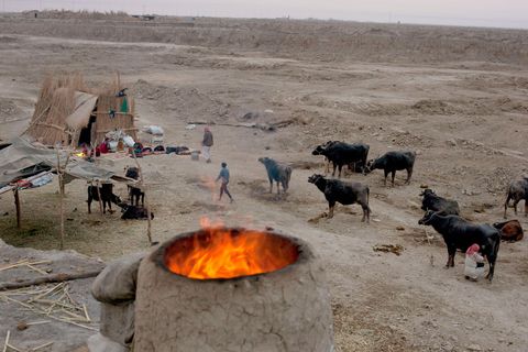 Bij een rieten hut van een gezin van Moerasarabieren brandt de oven Op zoek naar water zijn ze met hun vee naar dit gebied getrokken Maar hoewel een groot deel van het Mesopotamische moerasland dat onder Saddam Hussein werd drooggelegd nu weer onder water is gezet blijft het gebied droog en kampt het met watertekort