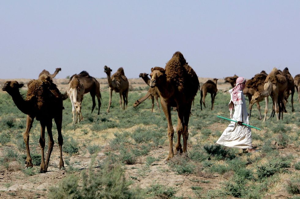 Op zoek naar water leidt een Iraakse veehoeder zijn kamelen door de Al Koetwoestijn zon 180 kilometer ten zuiden van Bagdad Het land wordt al jaren geplaagd door droogte die door IS werd aangegrepen om aanhangers te rekruteren