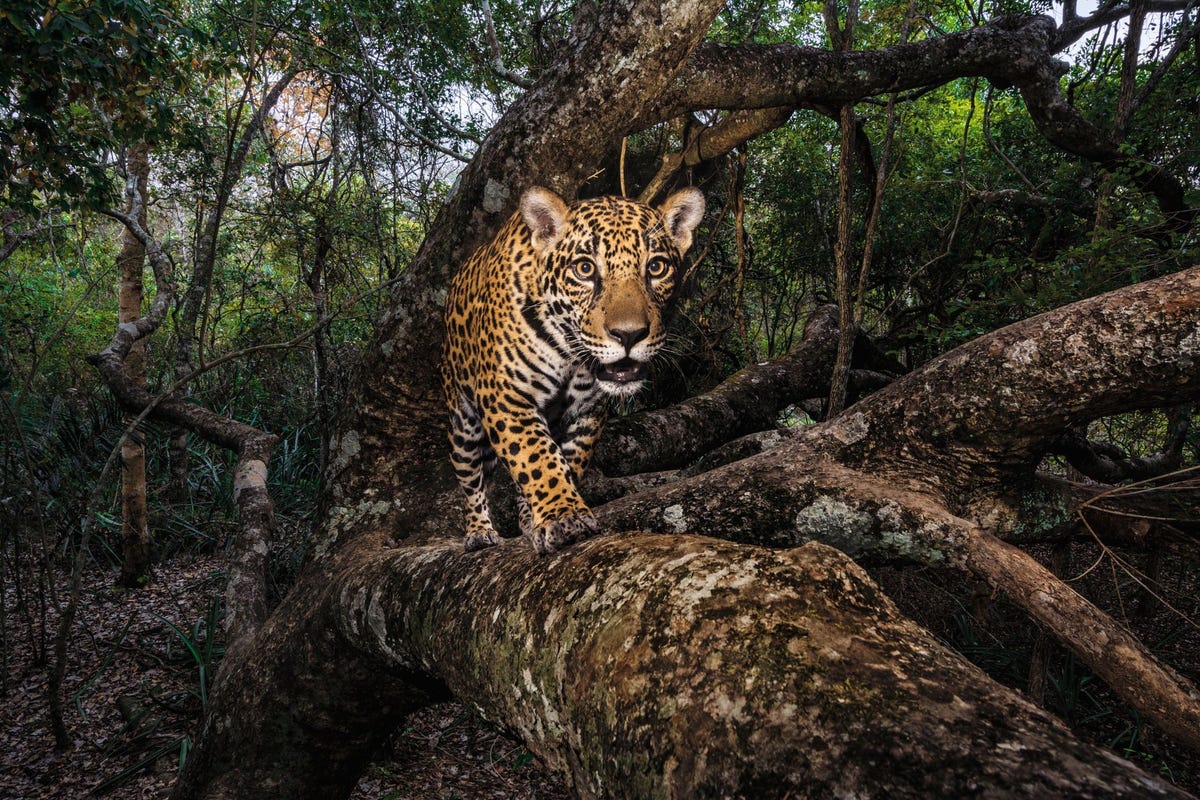 Een tien maanden oude jaguarwelp gevangen door een cameraval in de Braziliaanse Pantanal s werelds grootste tropische draslandgebied en een van de laatste bastions van de jaguar Moeders sturen hun jongen al heel snel de bomen in zodat ze kunnen oefenen met klimmen om aan roofdieren te ontsnappen