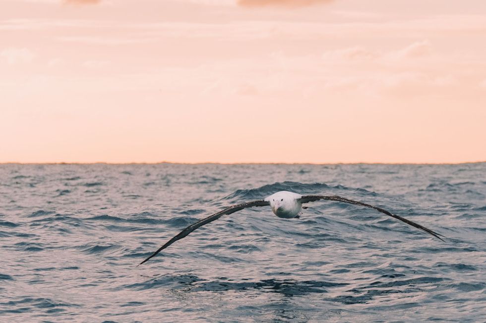 De vleugelspanwijdte van albatrossen kan oplopen tot bijna 35 meter