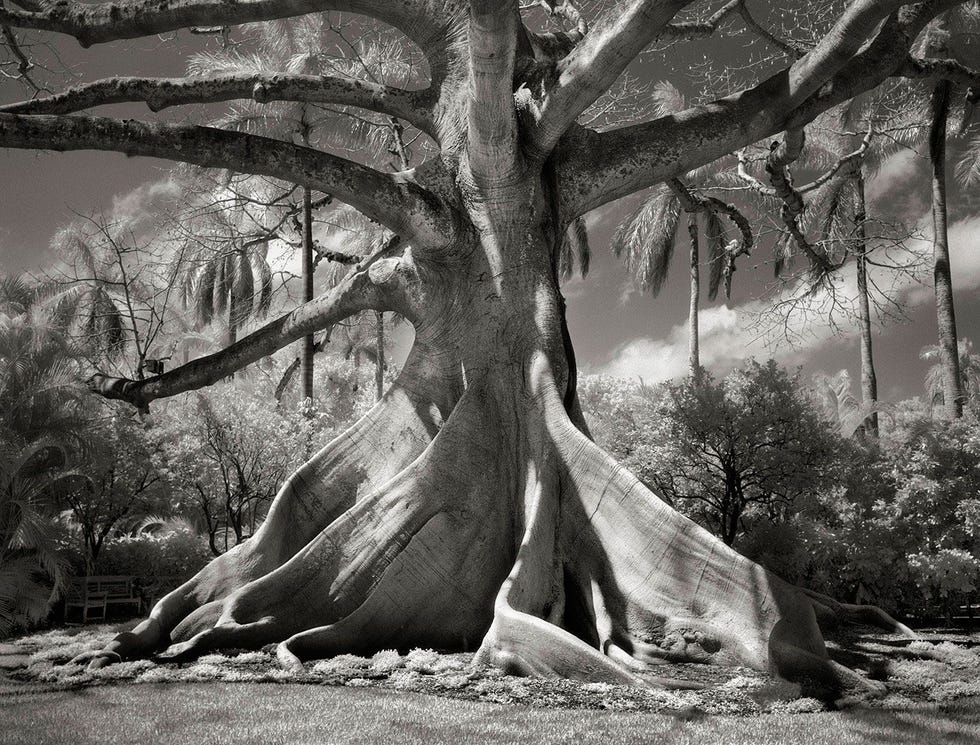 Kapokboom Ceiba pentandra in Palm Beach FloridaKapokbomen van dit formaat staan meestal middenin het regenwoud maar deze vond ik op een privlandgoed in Florida Ik zag er eerst een plaatje van in een boek uit de jaren 1940 met een onderschrift dat hij in Palm Beach stond Toen ik de huidige boom vergeleek met het plaatje kon ik duidelijk zien dat de stam flink is uitgedijd in de afgelopen 60 jaar De wortels steken nu meer dan 35 meter boven de grond uit Het bankje aan de linkerkant geeft een gevoel van de afmetingen