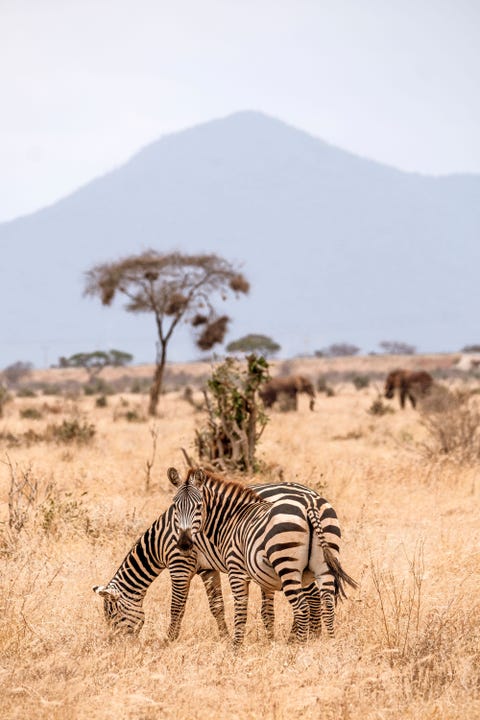 De zebras zijn een gewilde prooi voor de leeuwen