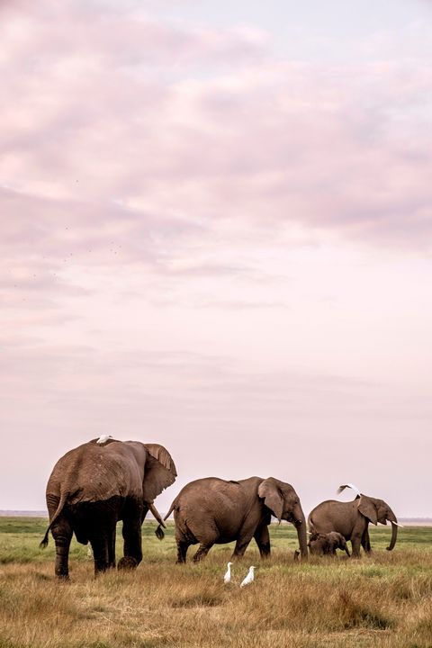 Een kudde olifanten trekt door Amboseli Onverstoorbaar stappen ze door het hoge gras hun witte slagtanden glanzend in het laatste zonlicht van de dag Ze komen zo dichtbij dat we de grond onder ons voelen trillen