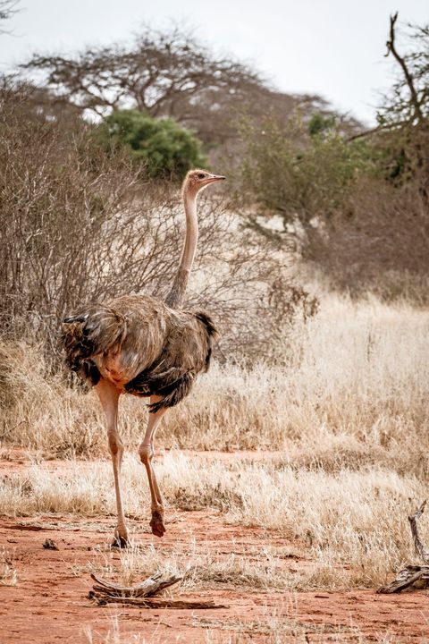 Een struisvogel in het Keniaanse landschap