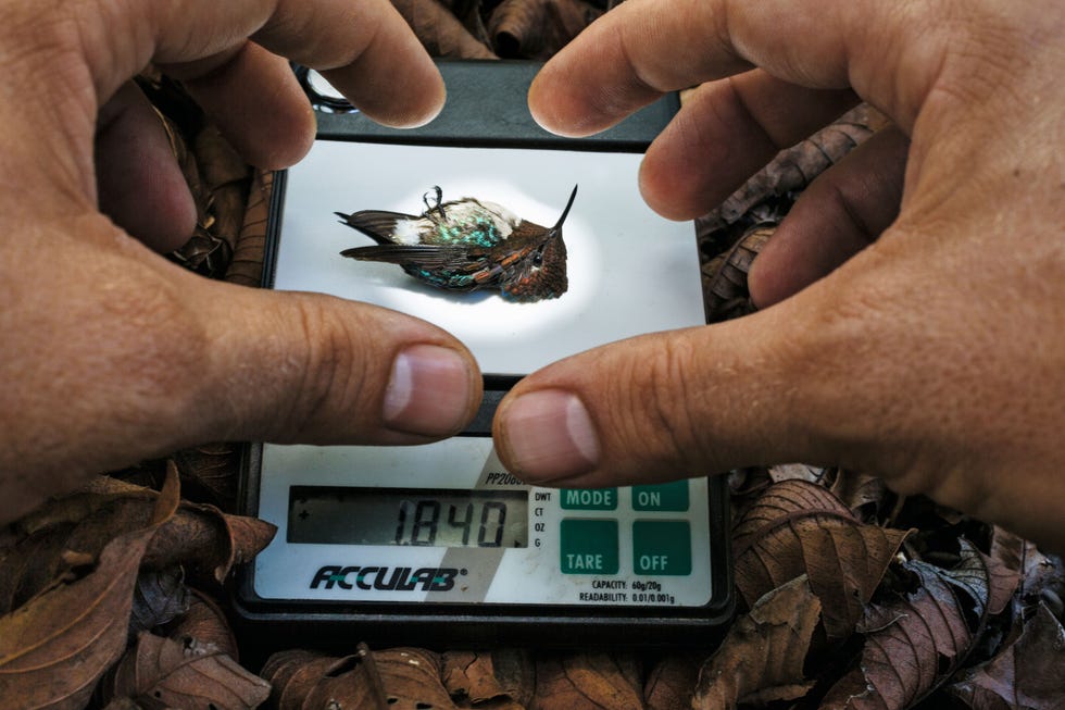 Voor een studie naar het baltsgedrag van Cubaanse bijkolibriemannetjes hebben onderzoekers de vogels gevangen om vleugelgewicht en afmetingen te meten boven Deze blijft stil op de weegschaal liggen omdat kolibries op hun rug gedesorinteerd raken Zodra ze rechtop staan gaan ze er weer vandoor Er zijn geen kolibries gewond geraakt bij het maken van deze beelden