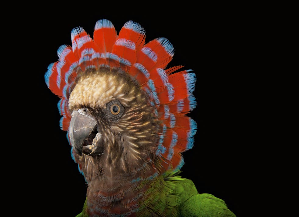 Vogels waren niet de eerste dieren die kopversieringen ontwikkelden De pluimen kammen en kuiven die vogels nu hebben zijn bedoeld om partners aan te trekken en rivalen af te schrikken Afgebeeld Kraagpapegaai Deroptyus accipitrinus
