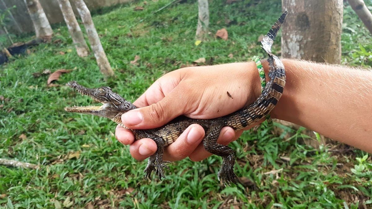 Een jonge Filipijnse krokodil Van de volwassen individuen zijn er tegenwoordig nog slechts rond de 100 exemplaren in het wild te vinden