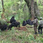 Dian Fossey Gorilla Trackers Photo