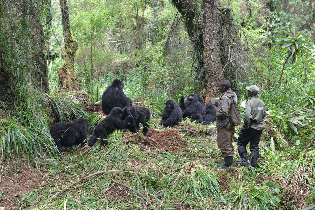 Dian Fossey Gorilla Trackers Photo
