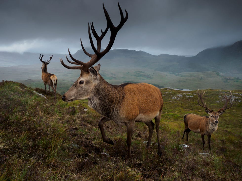 Edelherten op een berg bij Loch Carron een inham aan de westkust van het graafschap Ross and Cromarty in het noorden van Schotland