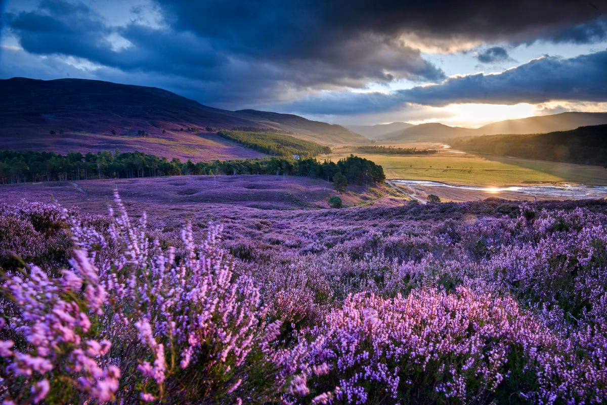 Het uitgestrekte Mar Lodge Estate is een landgoed in Aberdeenshire en wordt beheerd door de National Trust for Scotland Het maakt deel uit van het Cairngorms National Park