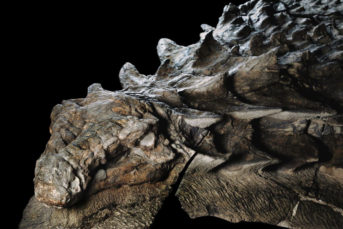 Opzienbarende ontdekking Zon 110 miljoen jaar geleden leefde deze gepantserde planteneter in WestCanada  tot een woeste rivier hem meesleurde naar zee Op de zeebodem is de dinosaurir tot in detail bewaard gebleven Op zijn schedel zijn tegelvormige pantserdelen te zien en een laagje grijzige versteende huid