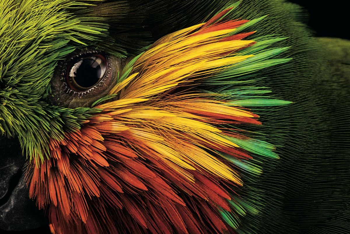 Deze foto toont de kleurenpracht rond het oog van de Edwards vijgpapegaai die zichbehalve met vijgen ook met ander fruit nectar en mogelijk insecten voedt De bontgekleurde bosvogel gedijt ook goed nabij menselijke bewoning in Indonesi en PapoeaNieuwGuinea