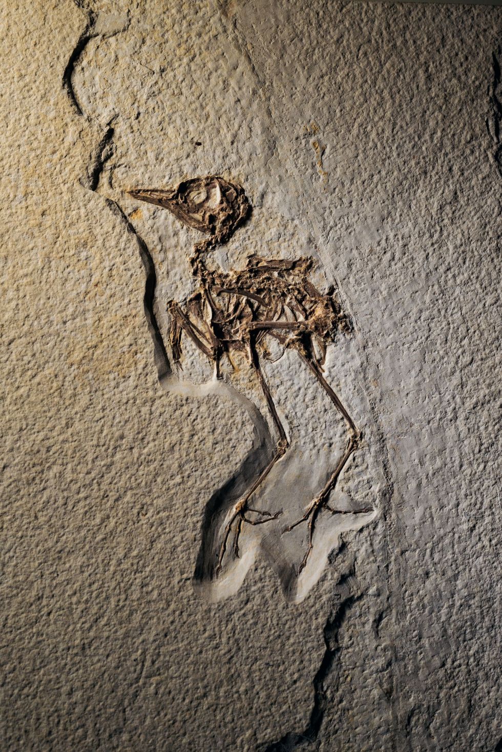 Fossielen van vissen worden veel vaker gevonden maar in het kalkgesteente van Fossil Lake in Wyoming zijn ook meer dan honderd volledige fossielen van vogels gevonden De 52 miljoen jaar oude steenlaag bevat een overvloed aan buitengewoon goed bewaard gebleven fossielen zoals deze vroege zangvogel