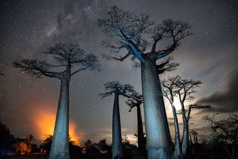 Baobabs onder een opkomende maan bij de stad Morondava Op de achtergrond wordt struikgewas afgebrand 2017