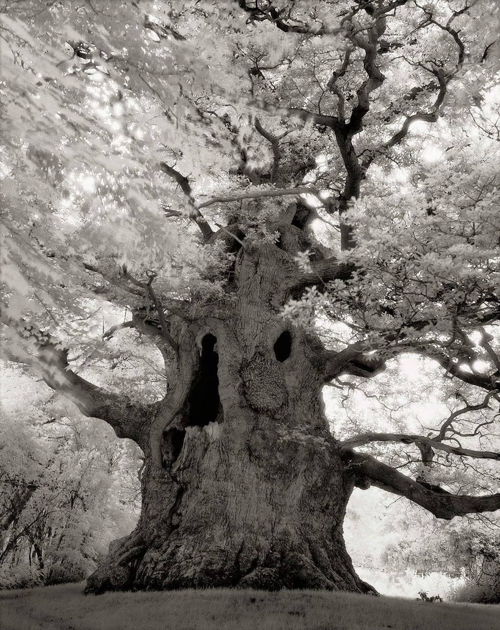Majesteit een Engelse eik Quercus robur in Nonington Kent EngelandEen van de grootste maagdelijke of ongesnoeide eiken in heel Europa staat in een privtuin in Kunt Vermoedelijk is hij meer dan 400 jaar oud en heeft deze aristocratische boom een omvang van meer dan 12 meter Op een gegeven moment brak er een grote tak af aan de noordkant van de boom en liet het een gat achter dat de enorme ruimte in de holle stam onthulde