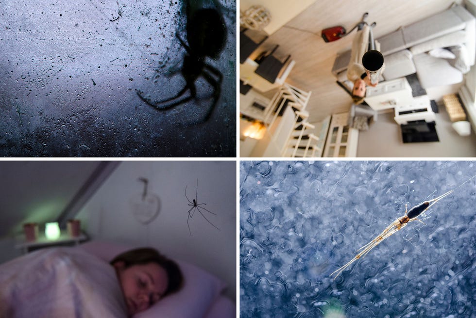Linksboven Het duistere beeld dat veel mensen van spinnen hebben Rechtsboven De onterechte maar diepgewortelde angst voor de spin maakt hem een ongewenste gast Linksonder Veel spinnen waaronder trilspinnen zijn voornamelijk in de nacht actief Rechtsonder De strekspin op een raam tijdens een hevige regenbui Het is zonde dat spinnen vaak het onderspit delven In het juiste licht zijn ze prachtig