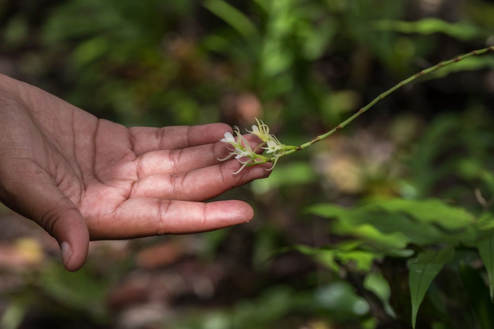 Een bedreigde orchideensoort de oeoniella polystachys