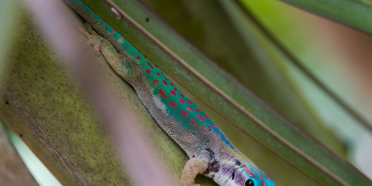 De Mauritius Ornate Day Gecko de kleurrijkste gekko van het eiland