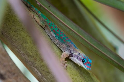 De Mauritius Ornate Day Gecko de kleurrijkste gekko van het eiland