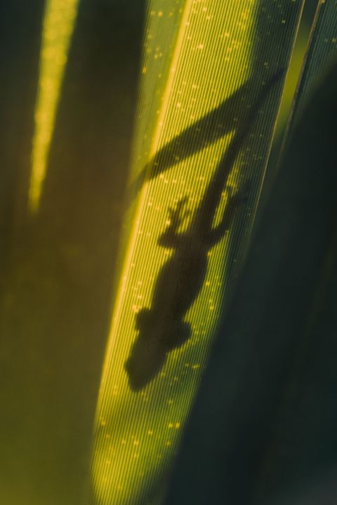 Een gekko ligt op te warmen in de zon