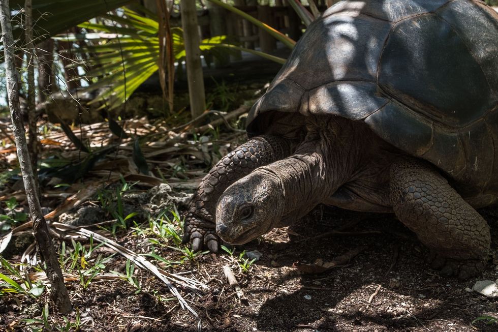 Een aldabrareuzenschildpad op le aux Aigrettes afkomstig van de Seychellen De laatste koepelvorminge Mauritiaanse reuzenschildpad is in de negentiende eeuw uitgestorven De schildpadden hebben een belangrijke functie op het eiland zij verspreiden de zaden