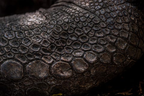 Het patroon op de huid van een van de reuzenschildpadden op het eiland