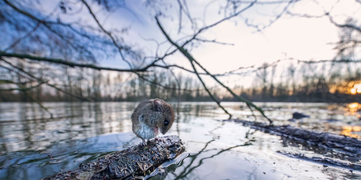 Een muis verdreven door het wassende water heeft een tak gevonden om het vege lijf te redden De dieren zijn zo een makkelijke prooi voor meeuwen buizerds en reigers