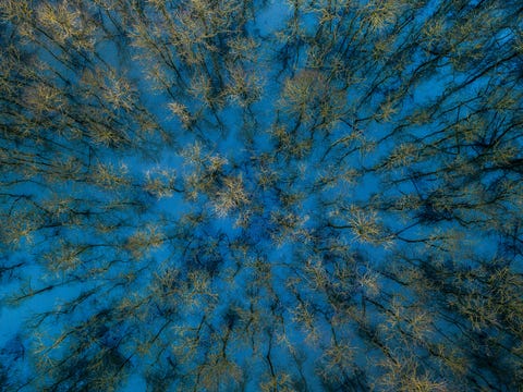 Als het water stijgt komen de ooibossen onder water te staan Op de bossen groeien allerlei mossen die voor hun vochtvoorziening afhankelijk zijn van de overstromingen