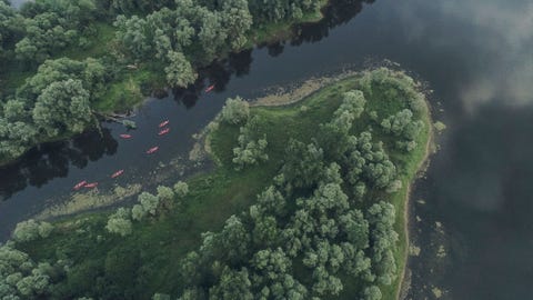 Staatsbosbeheer organiseert beversafaris in de Millingerwaard Vanuit kanos zijn de dieren goed te observeren