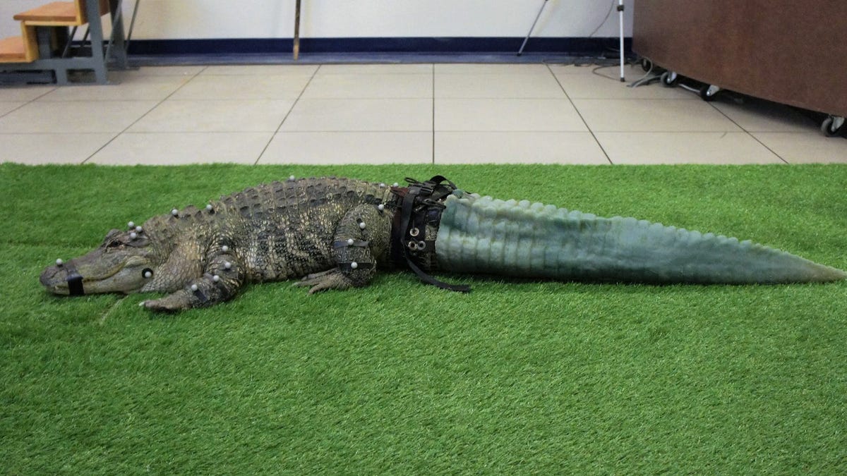 This is an image