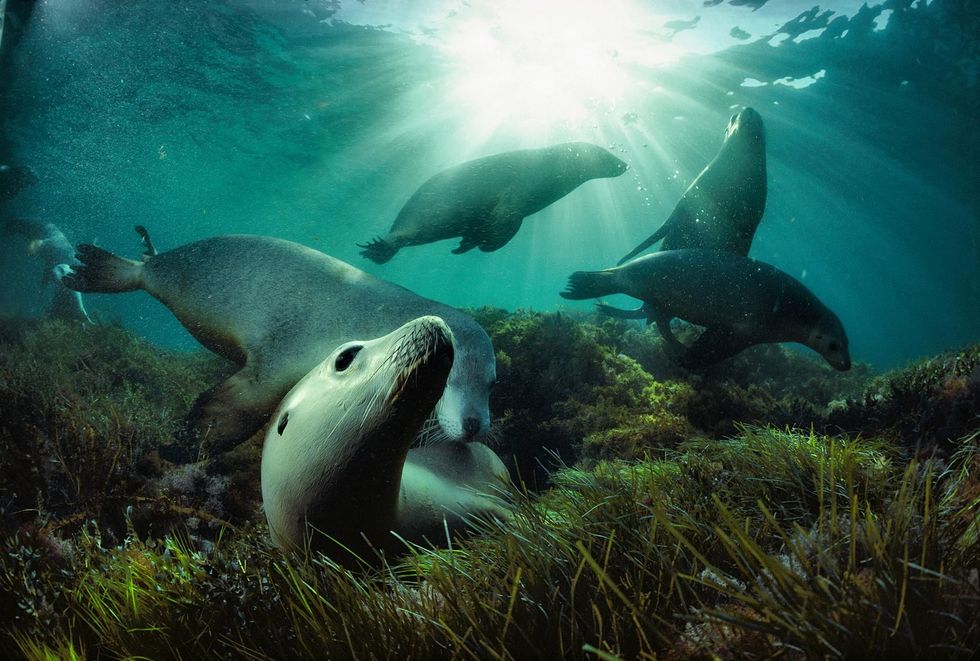 Australische zeeleeuwen zwemmen in het water van de Great Australian Bight Deze foto maakt onderdeel uit van de fotogalerij Milestones in Underwater Photography