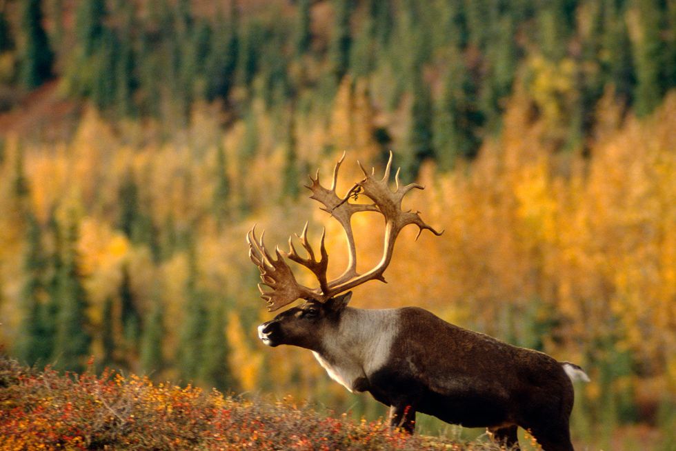Een kariboe in het Denali National Park van Alaska In Groenland heeft de klimaatverandering geleid tot een hoger sterftecijfer onder kariboes omdat de planten waarmee ze zich voeden hun meest uitbundige groeifase al achter de rug hebben als de dieren in hun zomerse graasgebied arriveren