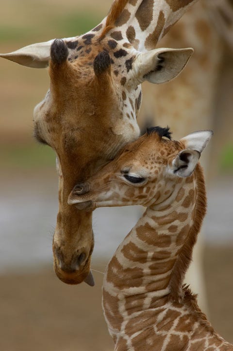 Giraffen tonen genegenheid door met hun gezichten tegen elkaar aan te wrijven zoals ook deze moeder en haar kalf doen