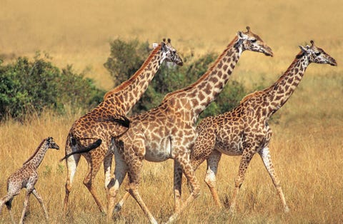 Pasgeboren girafjes kunnen al na tien uur staan en zelfs rennen Ook Aprils kalfje zal zijn moeder en giraffe Oliver binnenkort overal volgen
