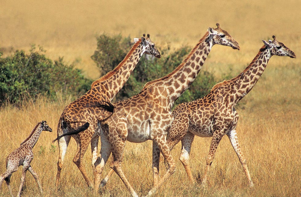 Pasgeboren girafjes kunnen al na tien uur staan en zelfs rennen Ook Aprils kalfje zal zijn moeder en giraffe Oliver binnenkort overal volgen