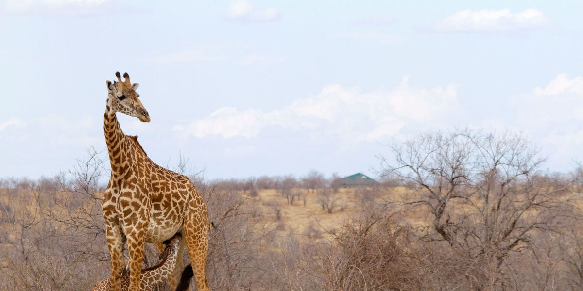 Op een savanne  de natuurlijke habitat van giraffen  in Tanzania drinkt een giraffekalf van zijn moeder